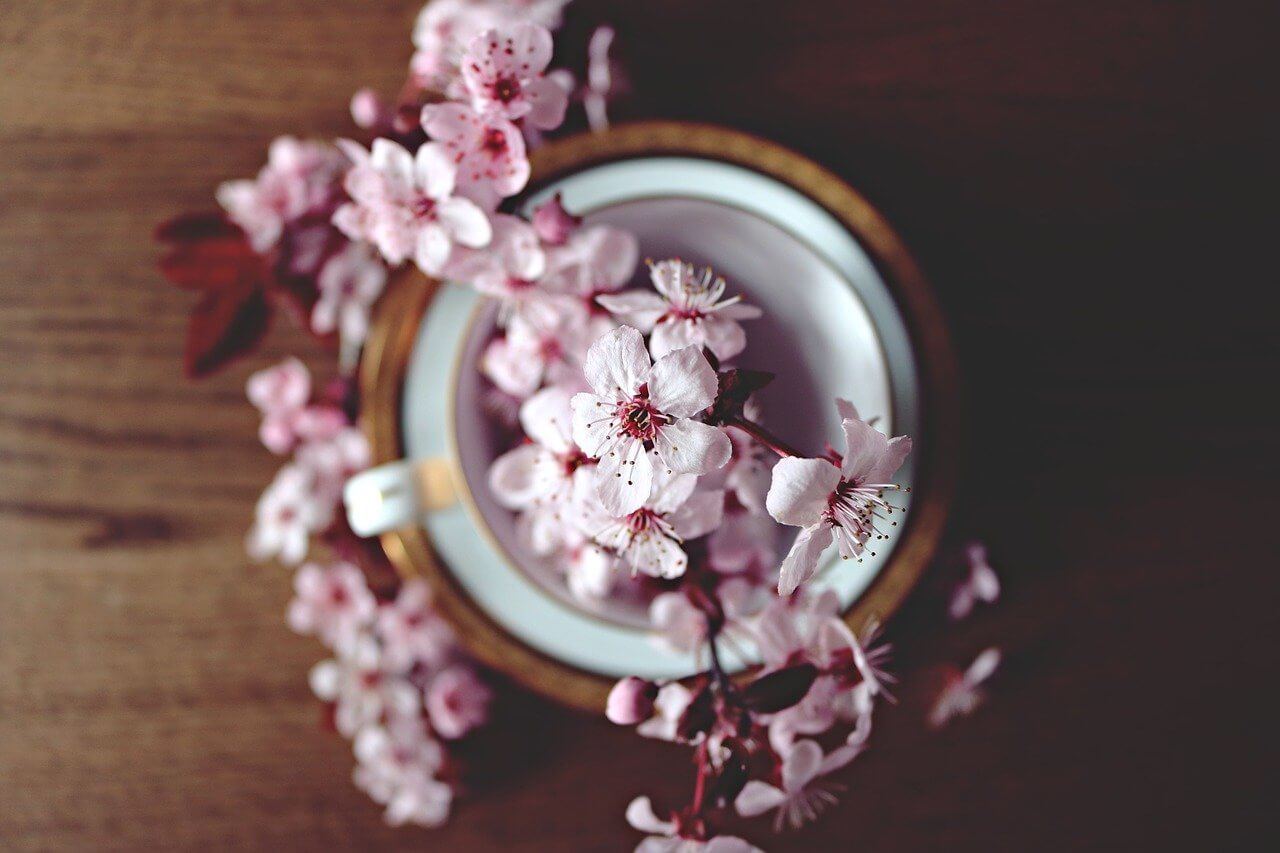 エゾヤマザクラとは？北海道定番の桜は濃いピンクが可愛い！