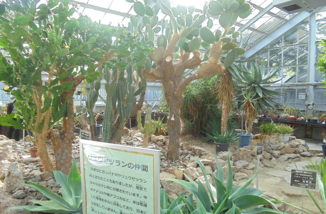 北海道大学植物園